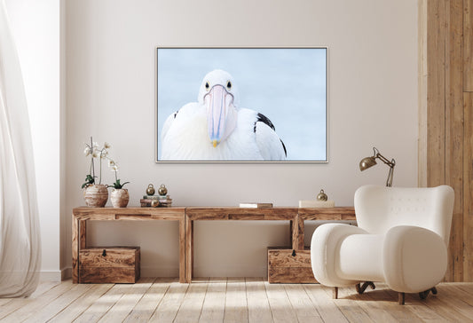 In the eyes of a pelican