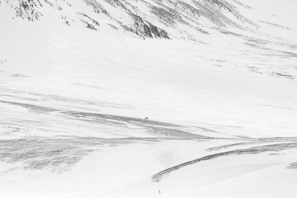 Lone reindeer