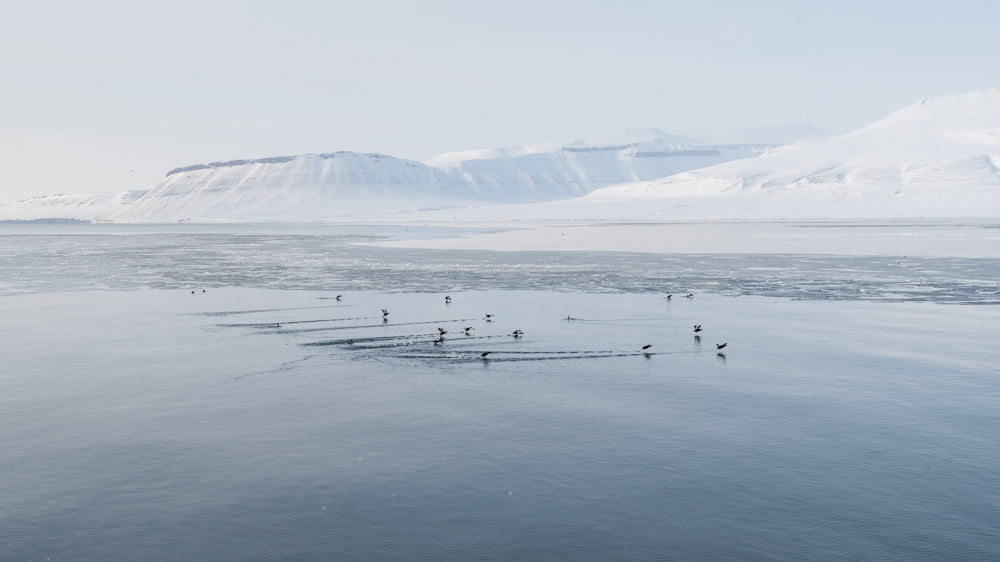 Landscape with Guillemots