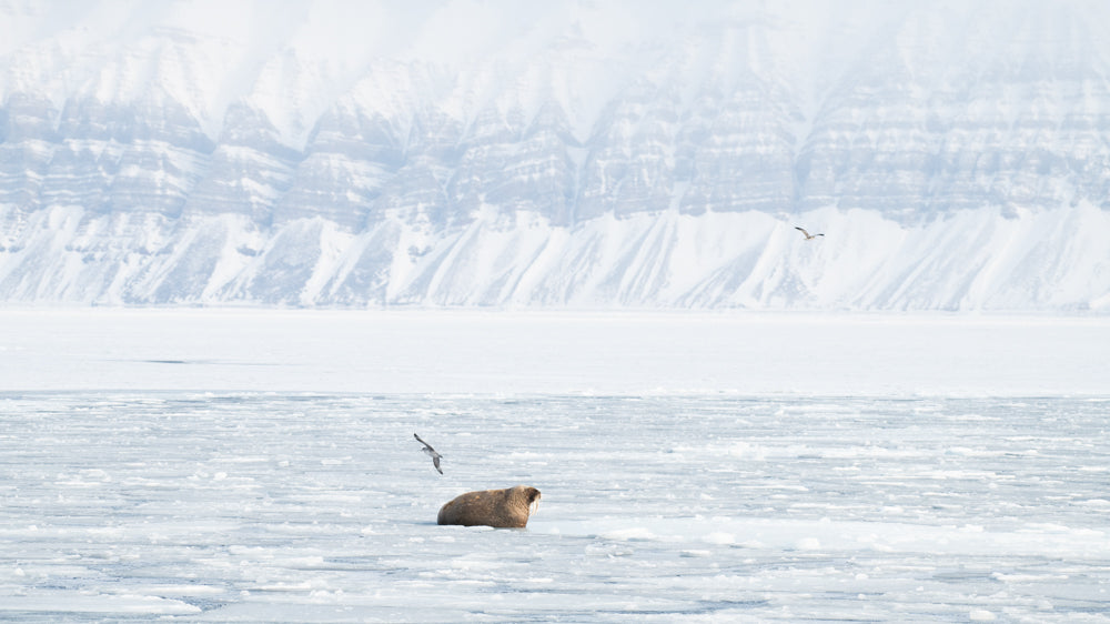 Landscape with Walrus on Ice