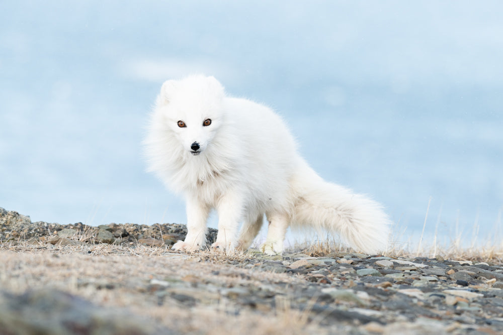 Polar Fox in the blue