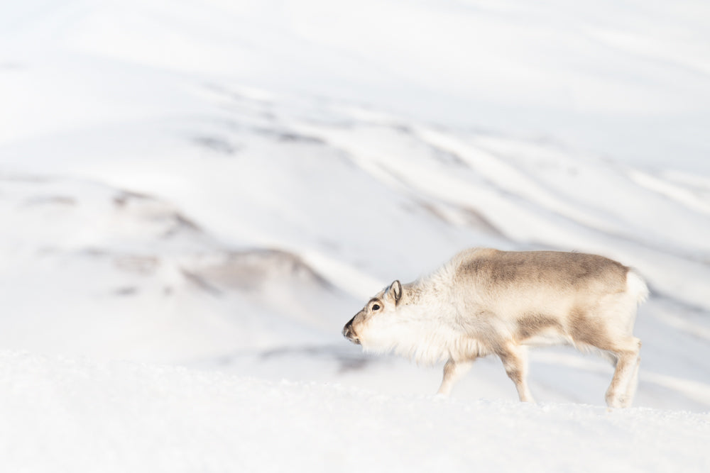 REINDEER SVALBARD