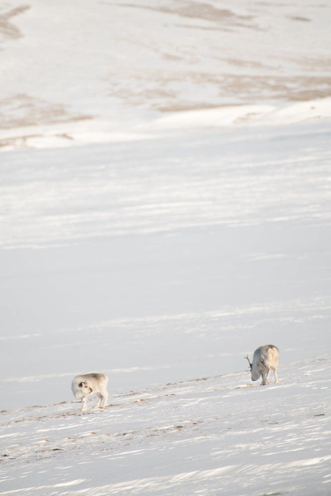 TRIO : Reindeer landscape