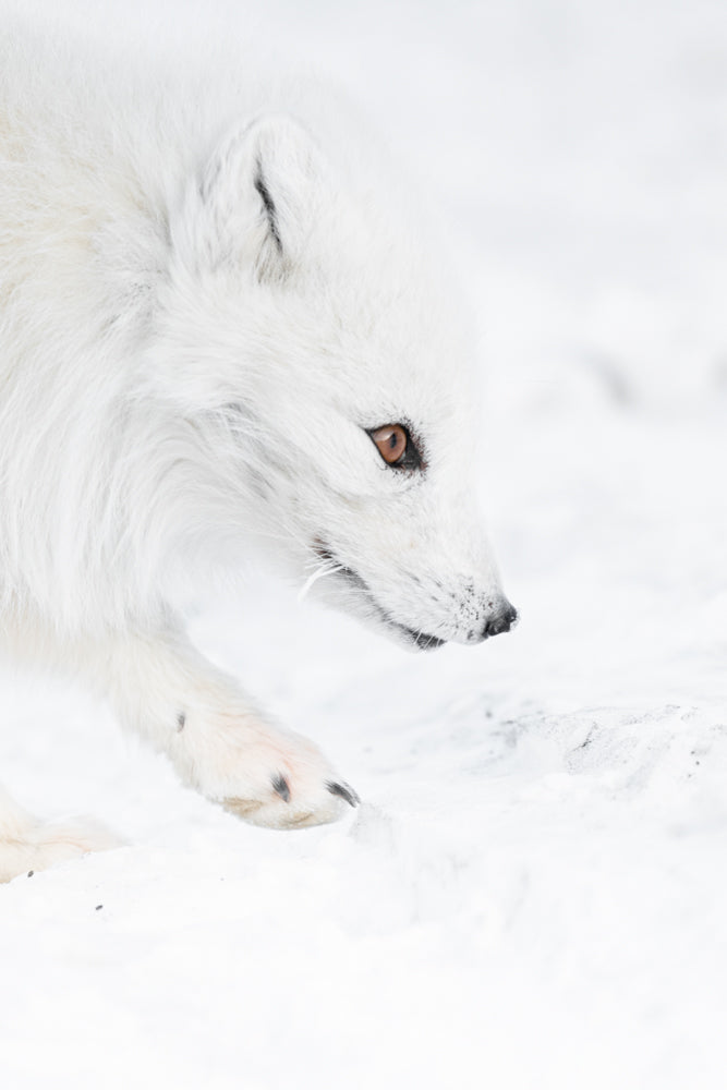 The arctic fox