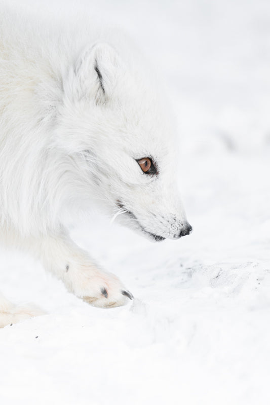 The arctic fox