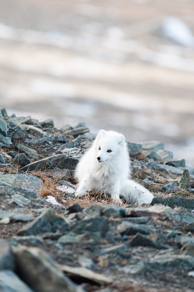Fox on the rocks