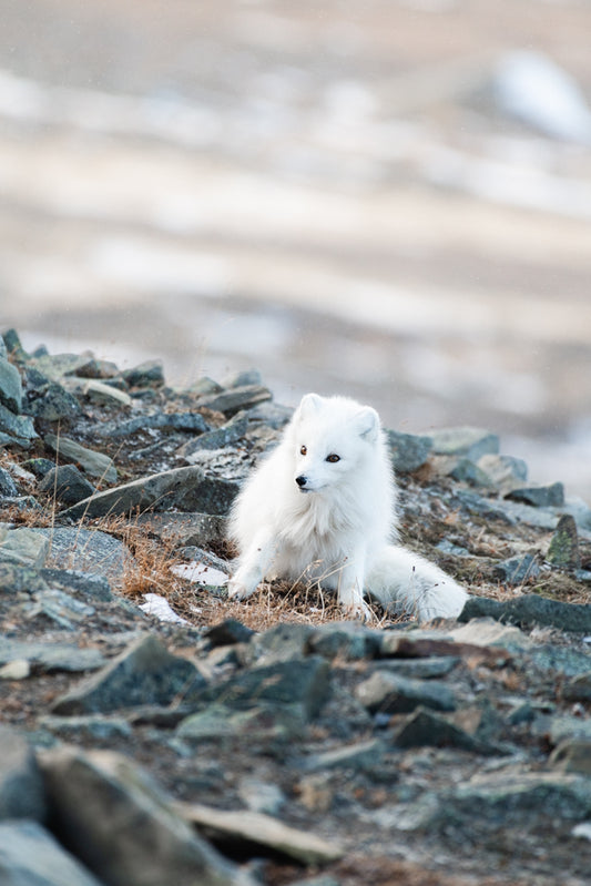 Fox on the rocks