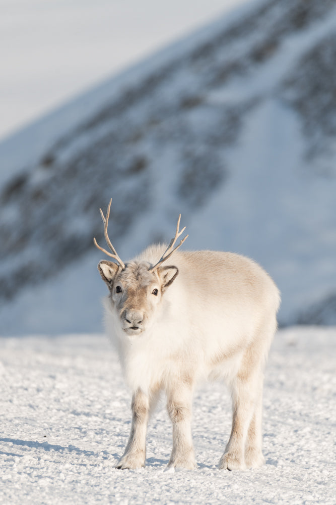 The little reindeer