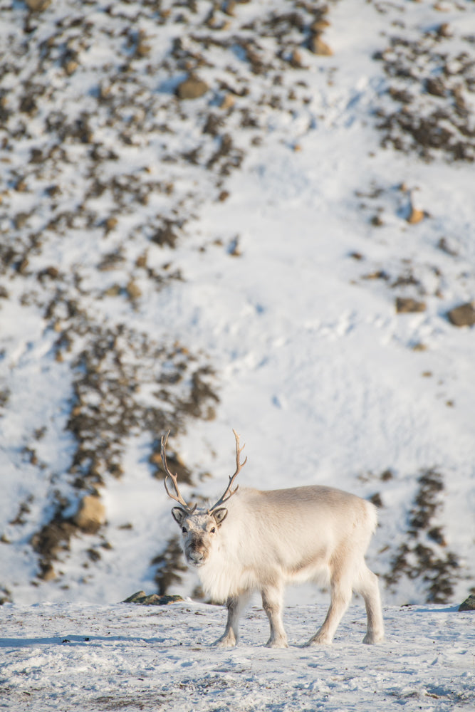 Svalbard Reindeer