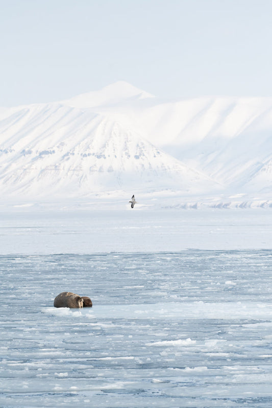 Landscape of walrus on ice with birds
