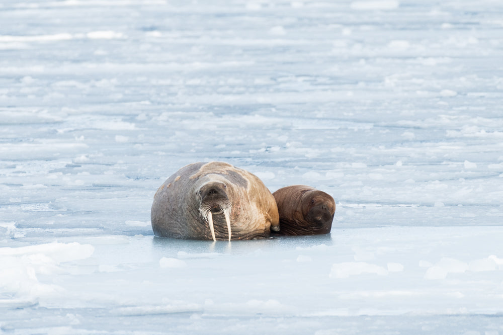 Two walruses