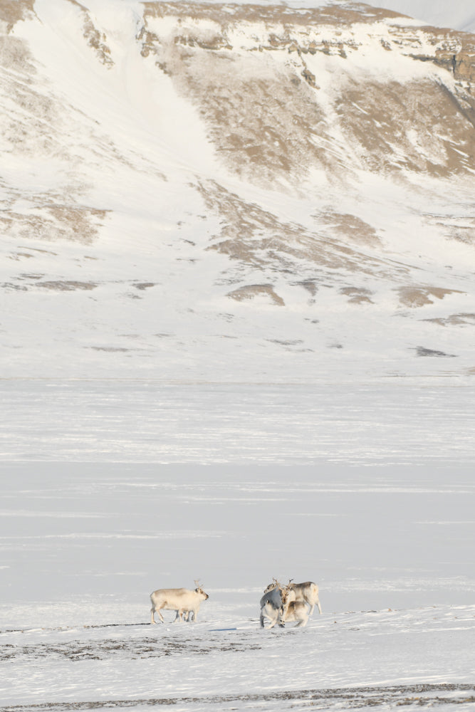 TRIO : Reindeer landscape