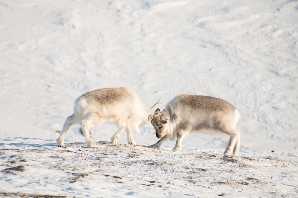 Reindeer battle