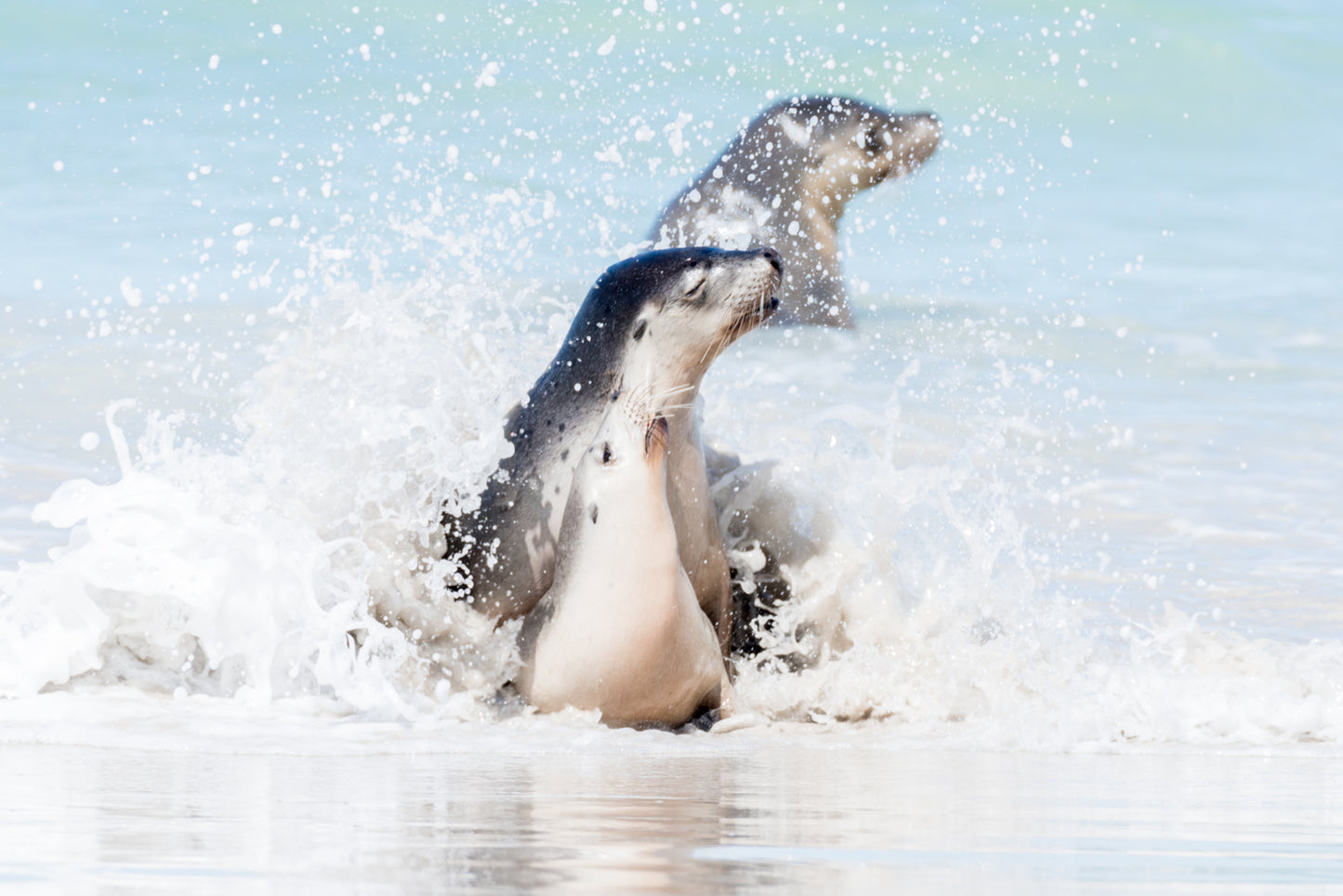 Dancing in the water