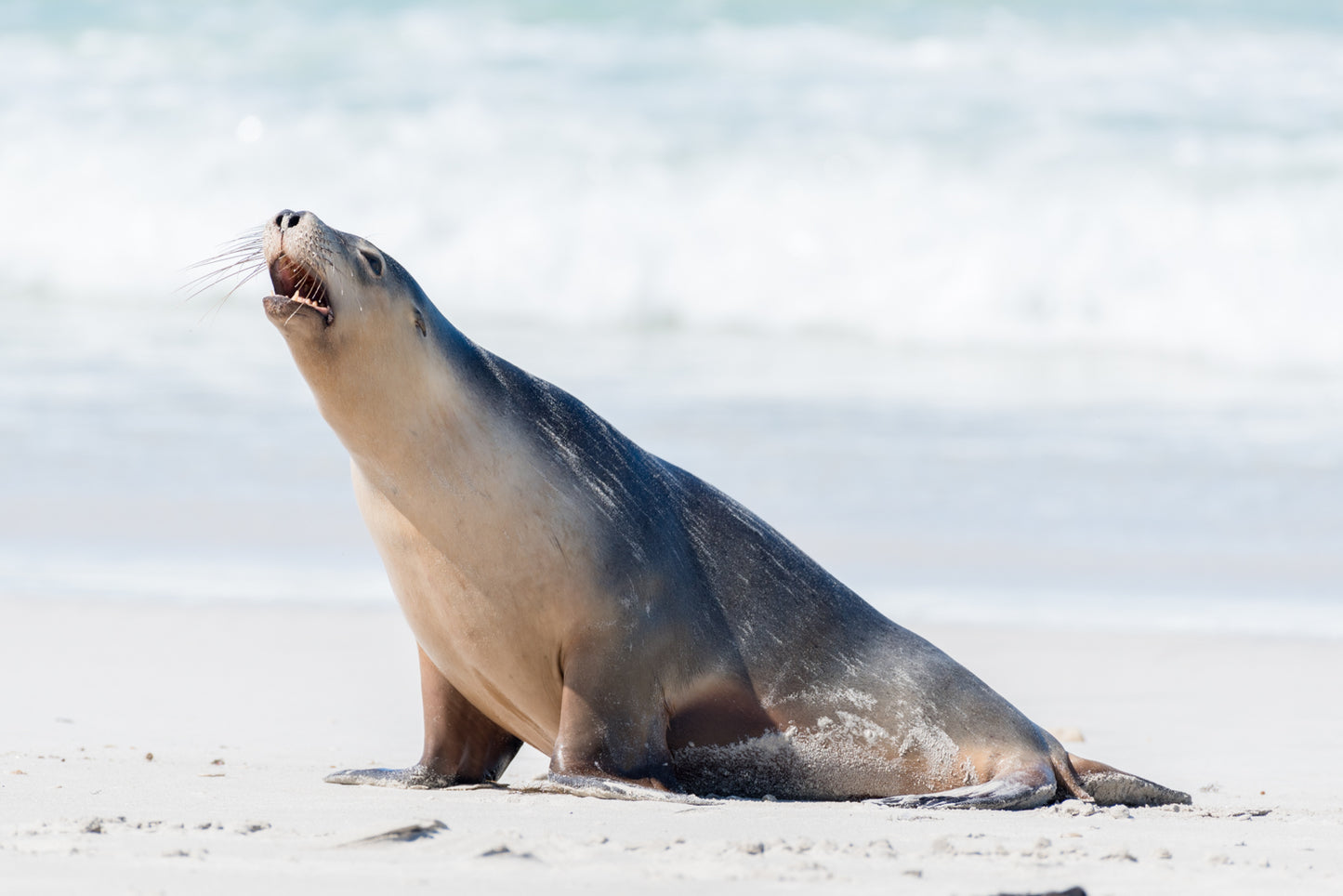 Crying Sealion