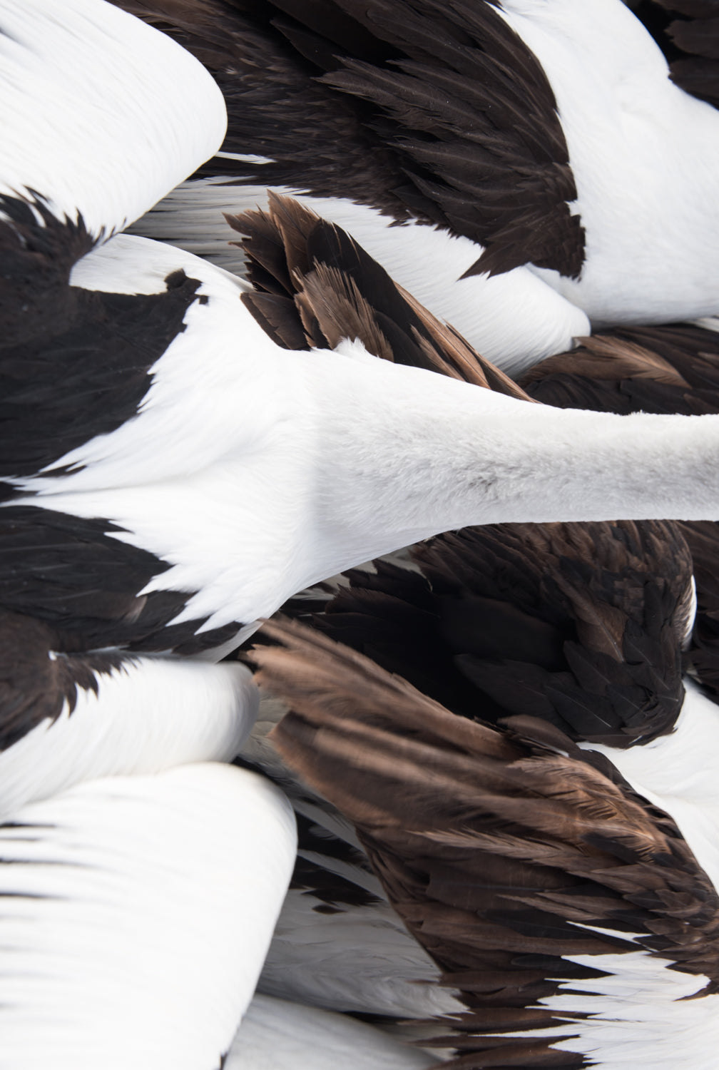 Shades of feathers