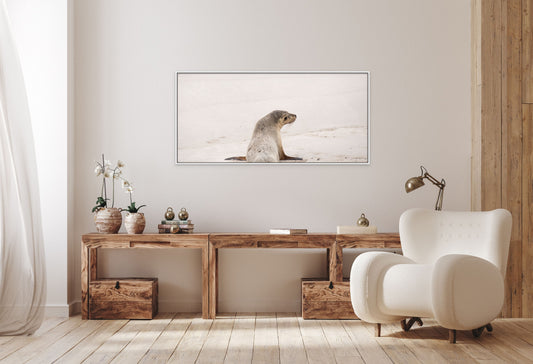 Seal_ Laura Gelfged Photography