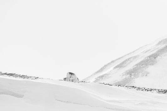 Reindeer on the mountain