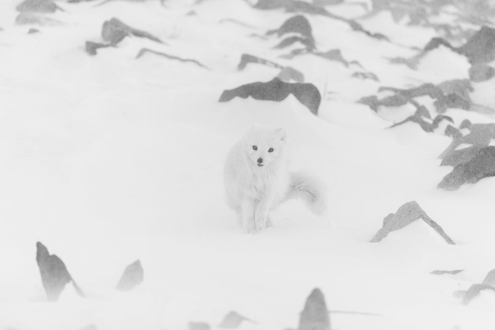 Polar fox in the blizzard