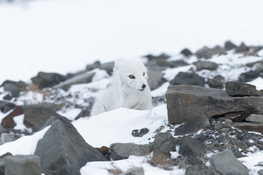 Artic fox in the Polar wind