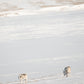 TRIO : Reindeer landscape