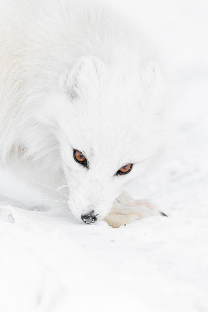 The reverence of the polar fox