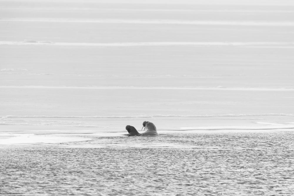 Walruses in water