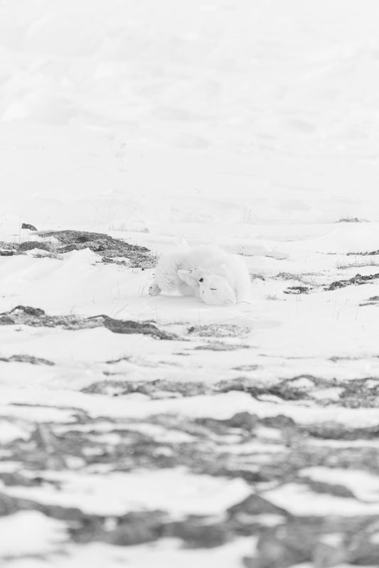 Arctic fox roll