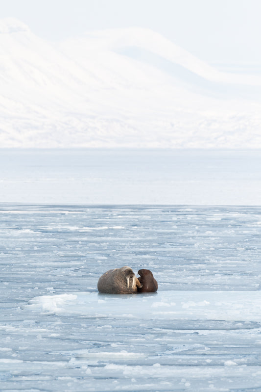 Walruses on ice