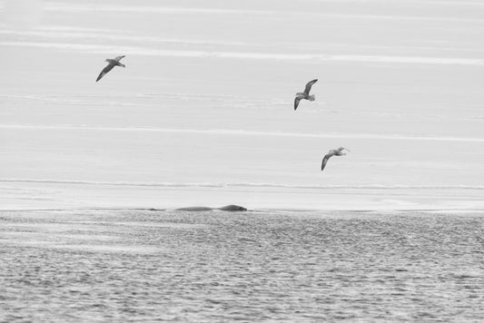 The three birds around the walrus