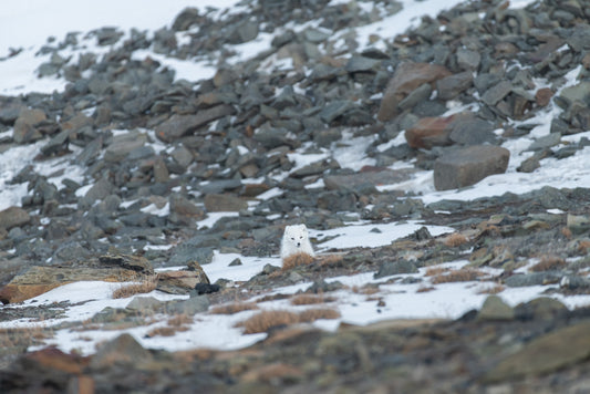 Polar Fox among the rocks