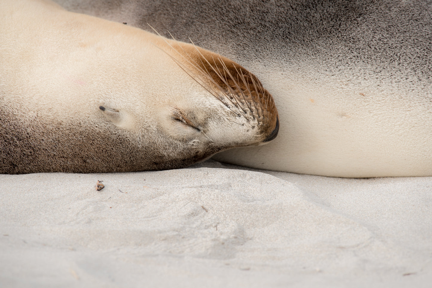 Dreaming sea lions