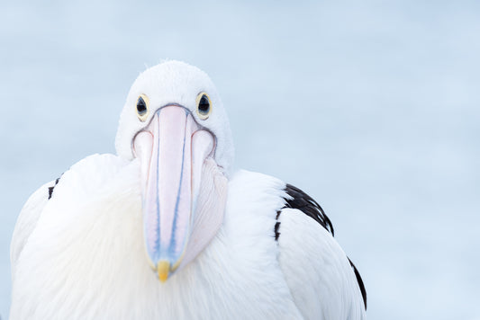 In the eyes of a pelican