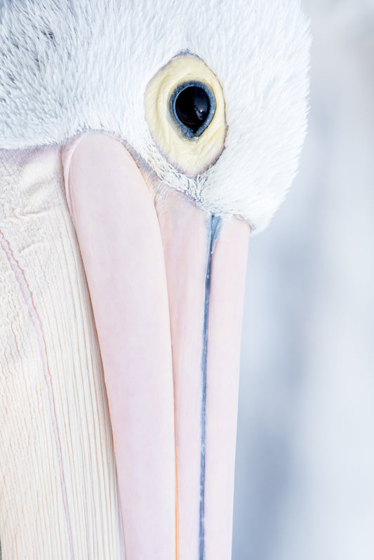 Eye to eye