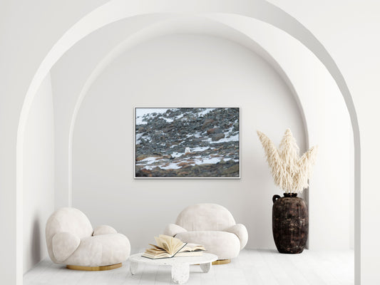 Polar Fox among the rocks